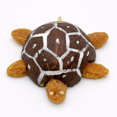coconut shell turtle